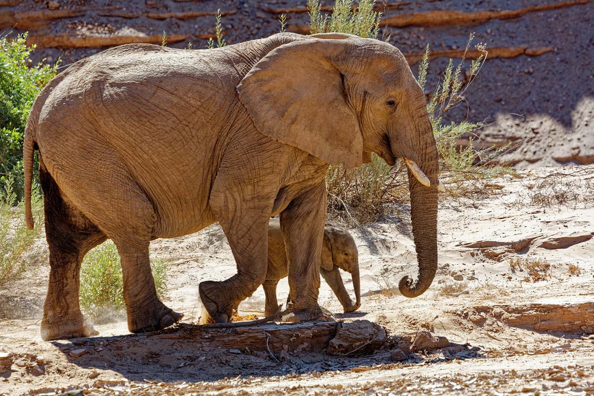 wildlife brown elephant with calf mammal