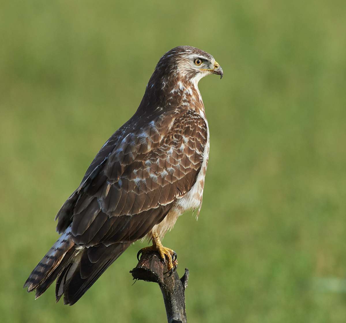bird brown falcon buzzard