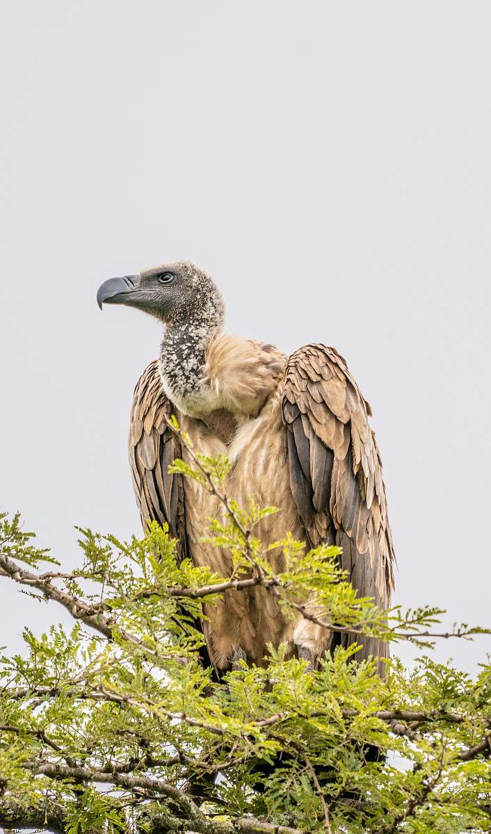bird brown falcon on tree vulture
