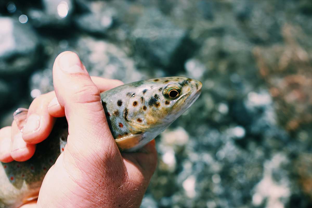 fish brown fish water
