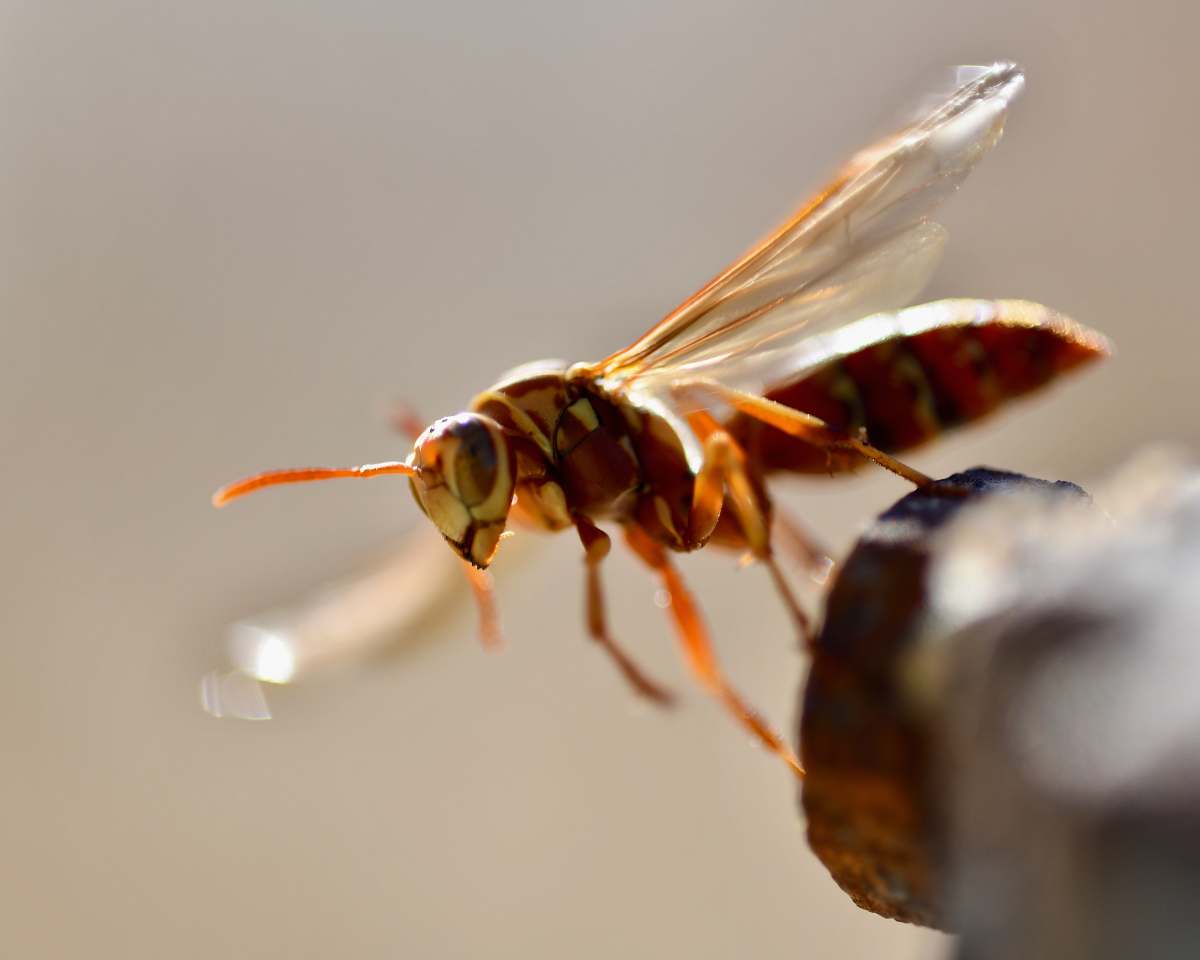 insect brown fly close-up photography wasp