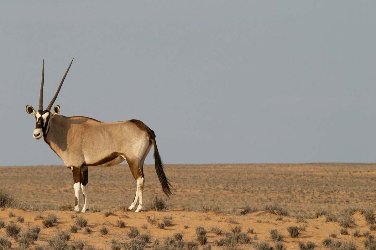 wildlife brown four-legged animal on field under gray sky antelope