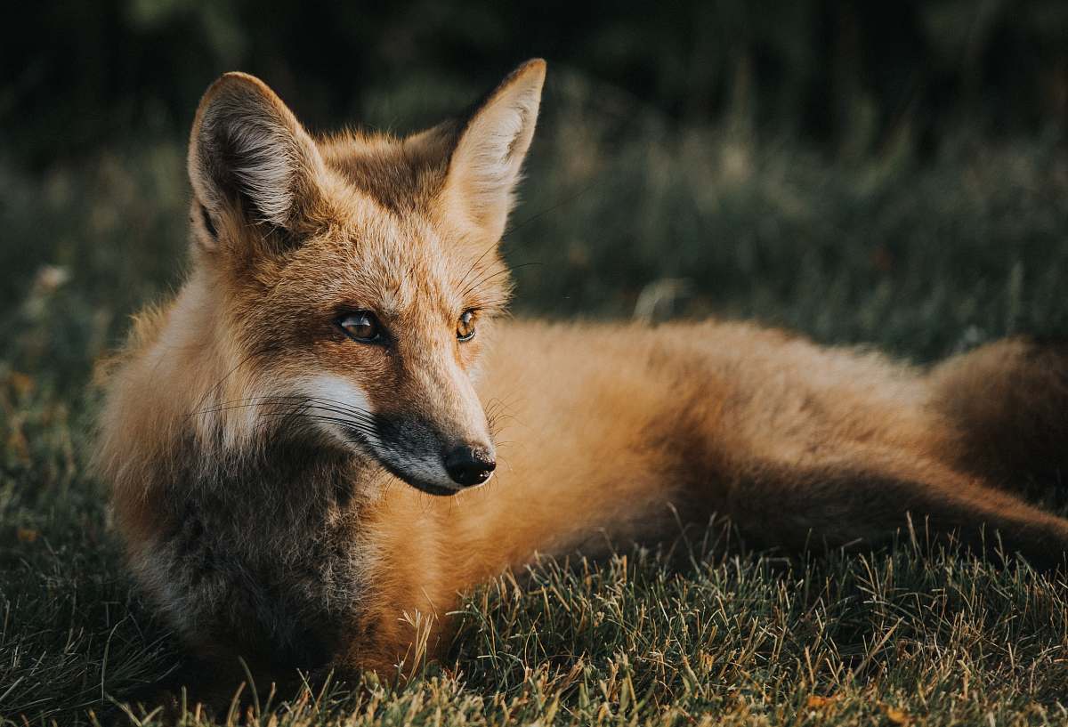 fox brown fox on ground wildlife