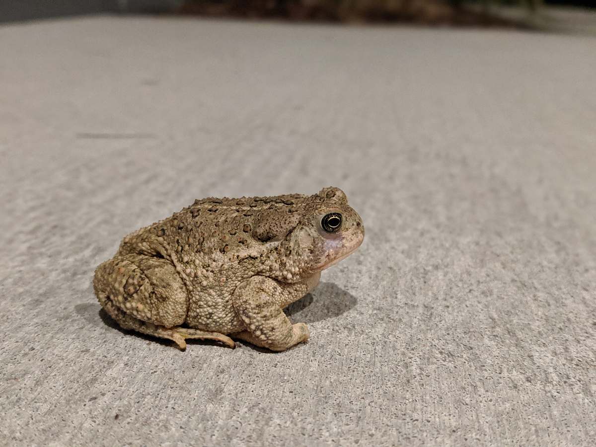 lizard brown frog reptile