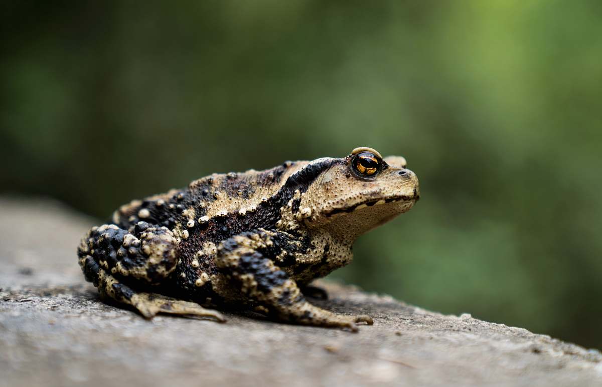 reptile brown frog lizard
