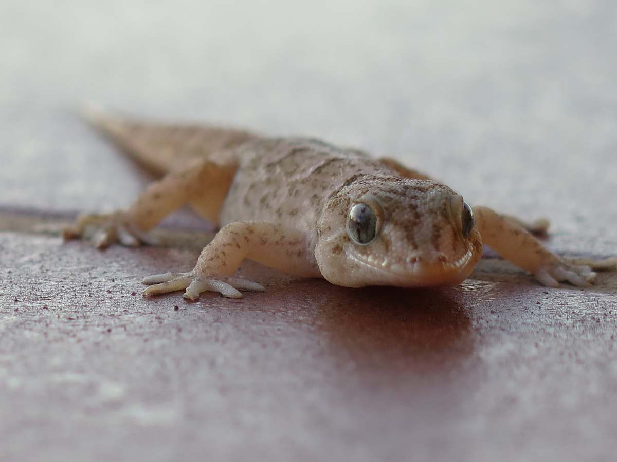 lizard brown gecko reptile