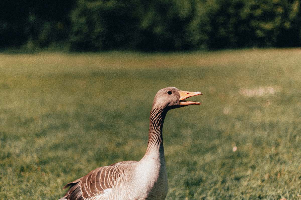 bird brown goose on grasses goose