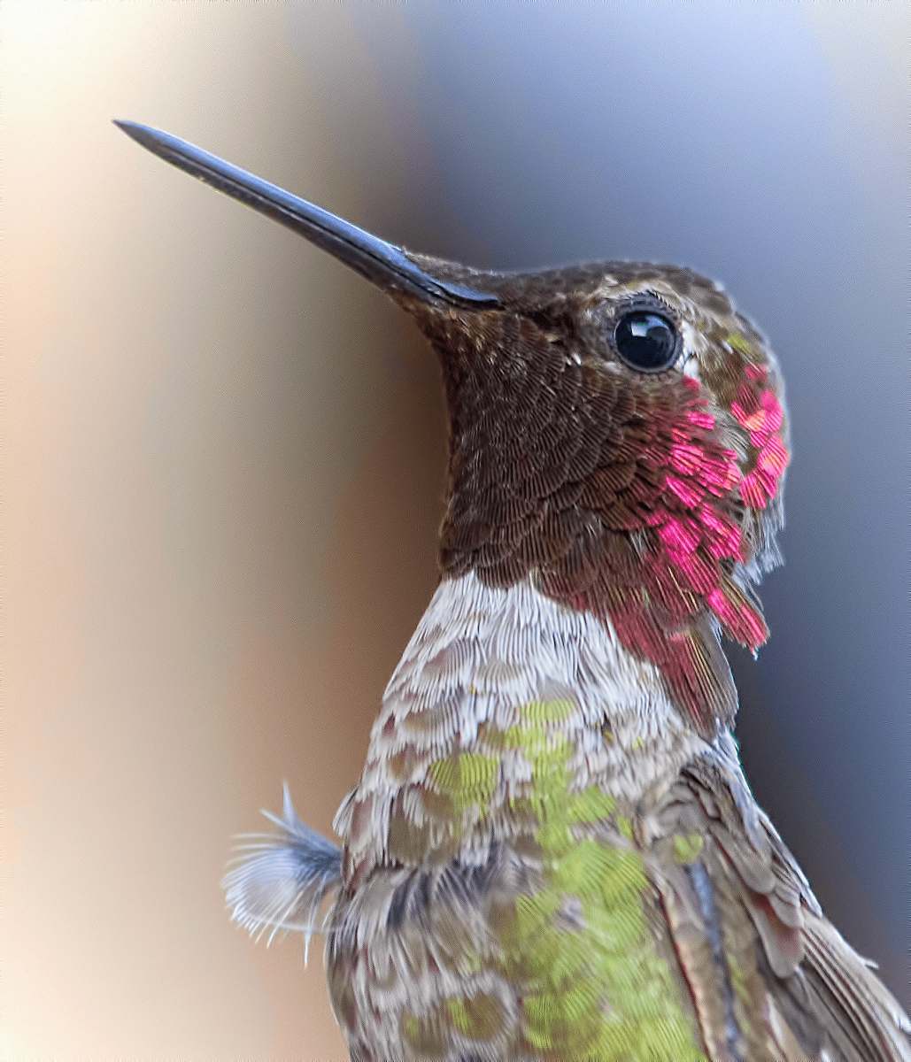 bird brown, green, and red hummingbird close-up photography beak