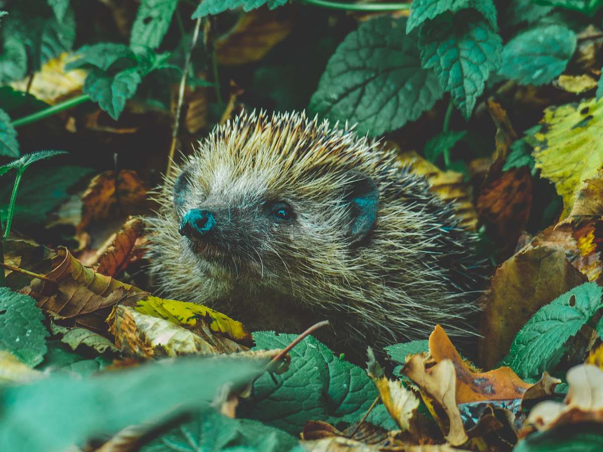 hedgehog brown hedgehog in forest mammal