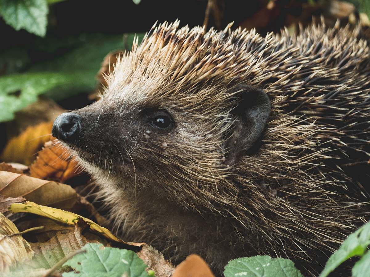 hedgehog brown hedgehog on dried leaves mammal