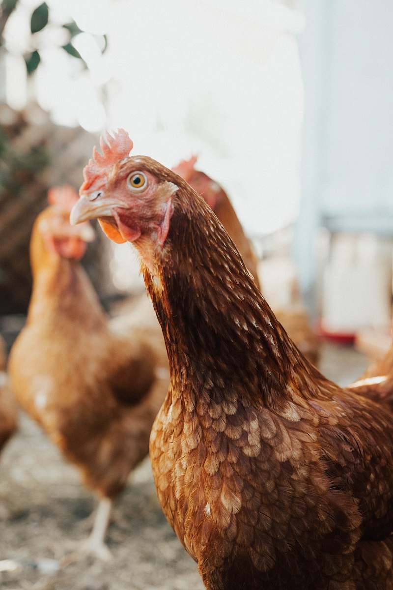 bird brown hen chicken