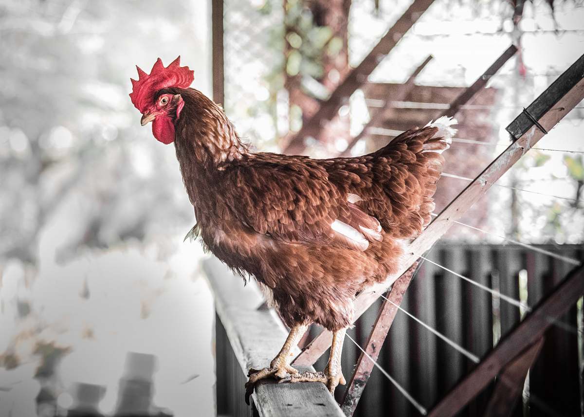 chicken brown hen bird