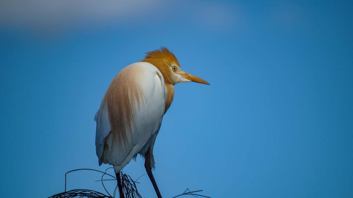 bird brown heron waterfowl