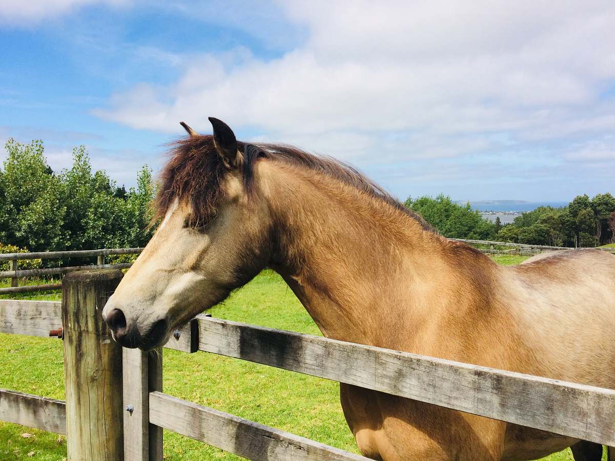 mammal brown horse beside fence during daytime horse