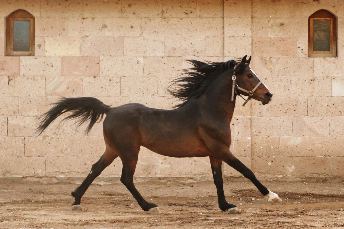 horse brown horse mammal
