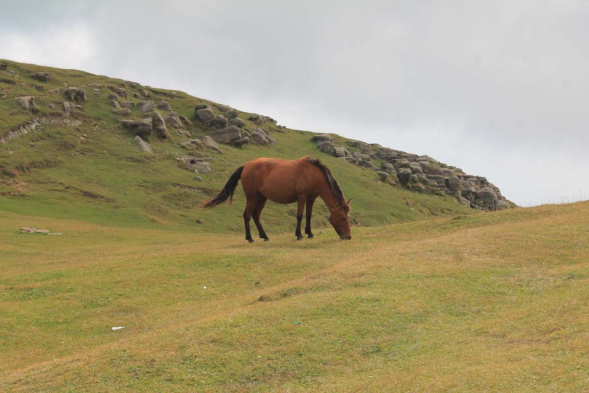 mammal brown horse in middle of green grass field horse