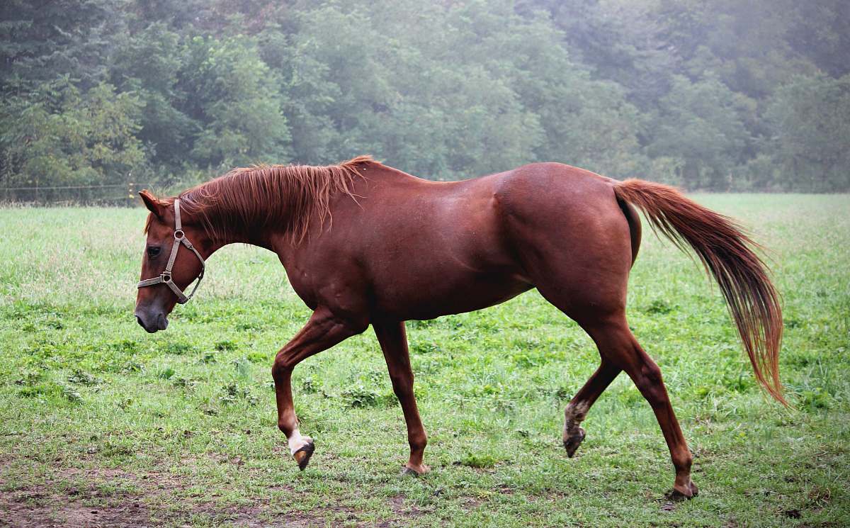 mammal brown horse on grass field colt horse