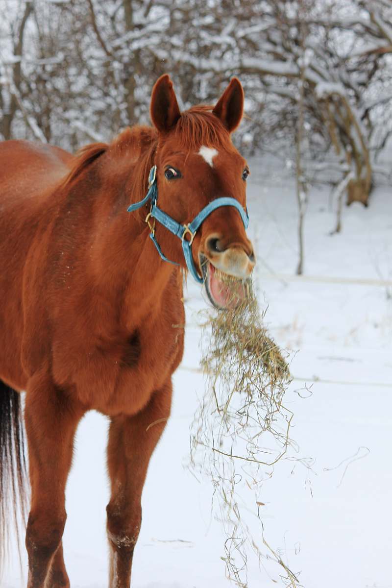 mammal brown horse on snow during daytime horse