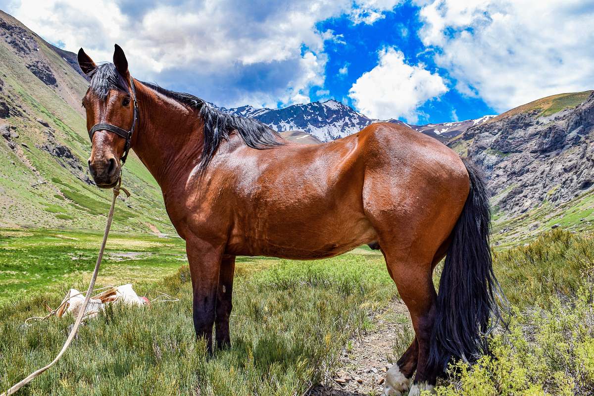 mammal brown horse on the field photography horse