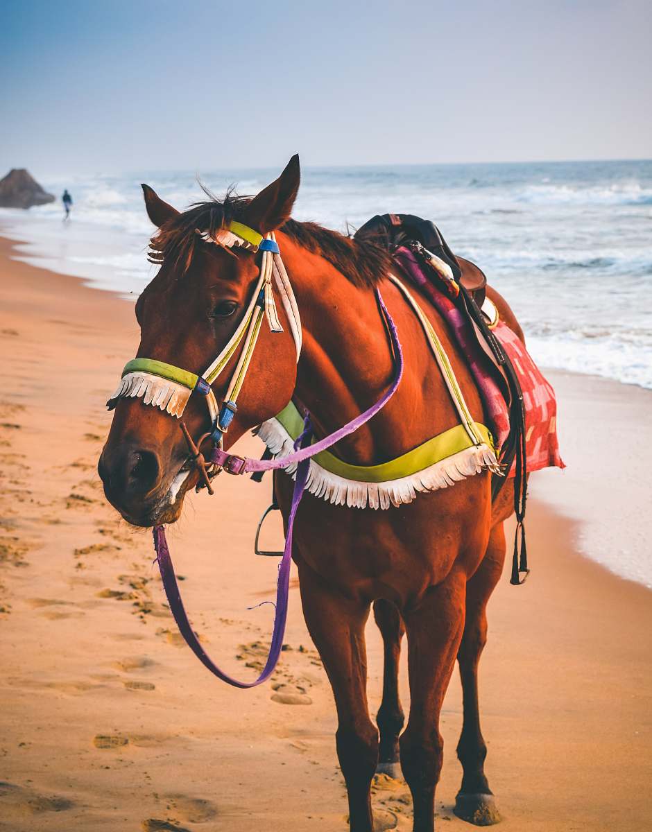 mammal brown horse on white sand horse