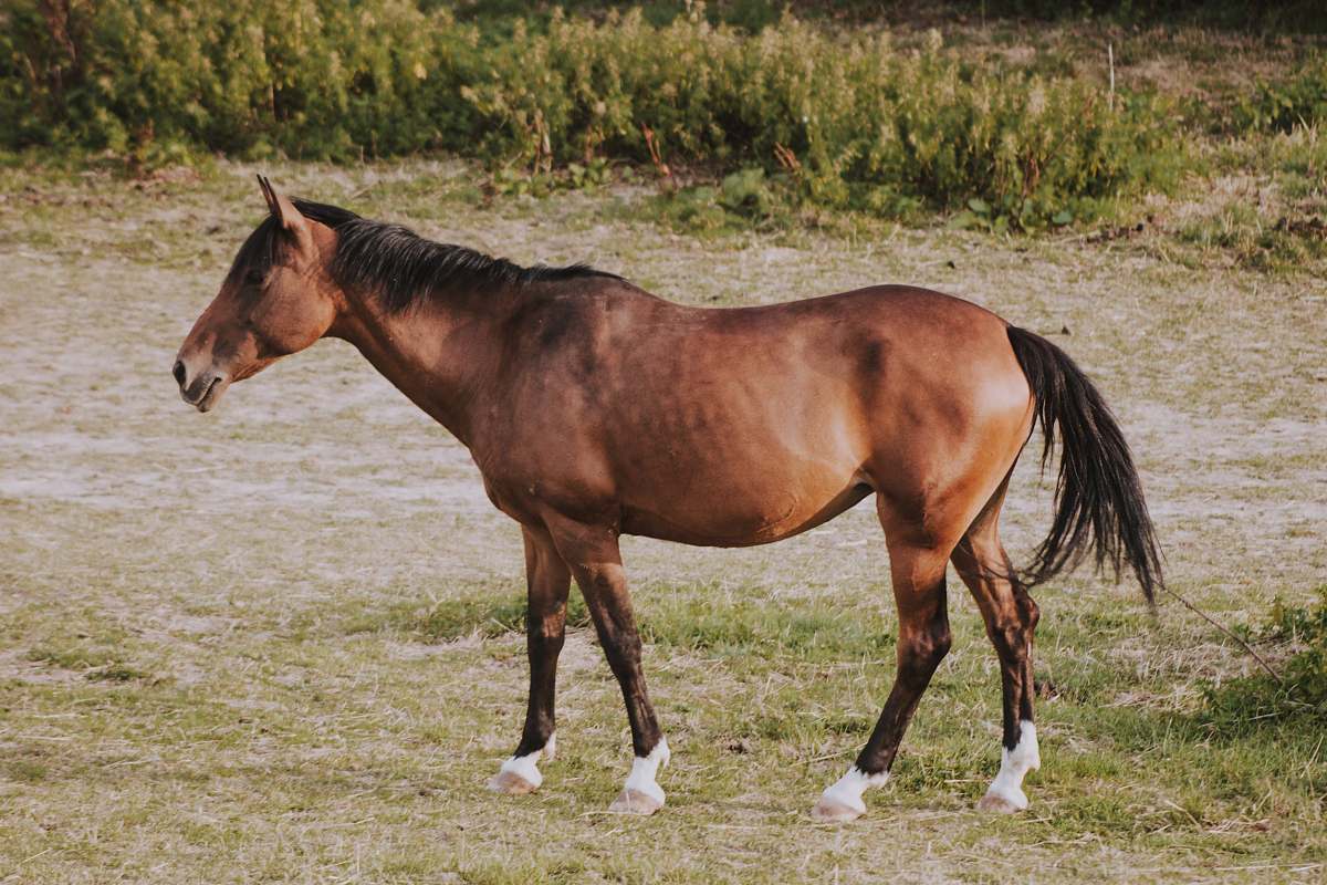 mammal brown horse standing near green plants horse