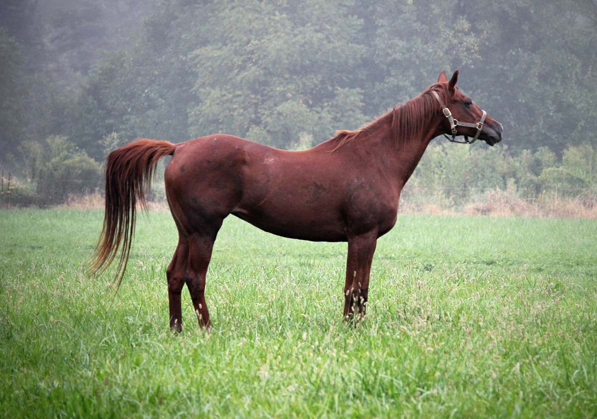 mammal brown horse standing on green field colt horse