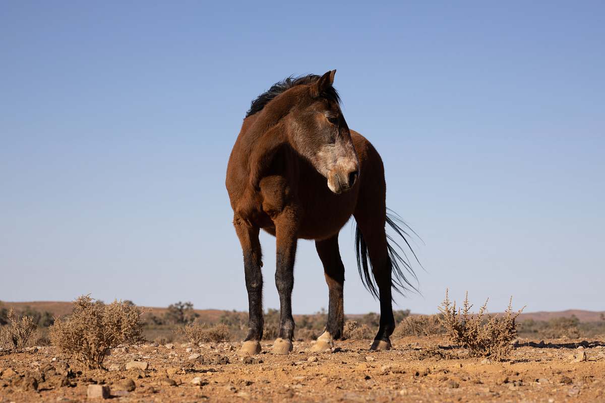mammal brown horse under a calm blue sky horse