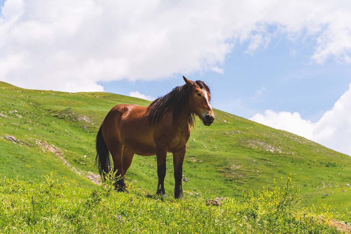 horse brown horse under clear blue sky mammal