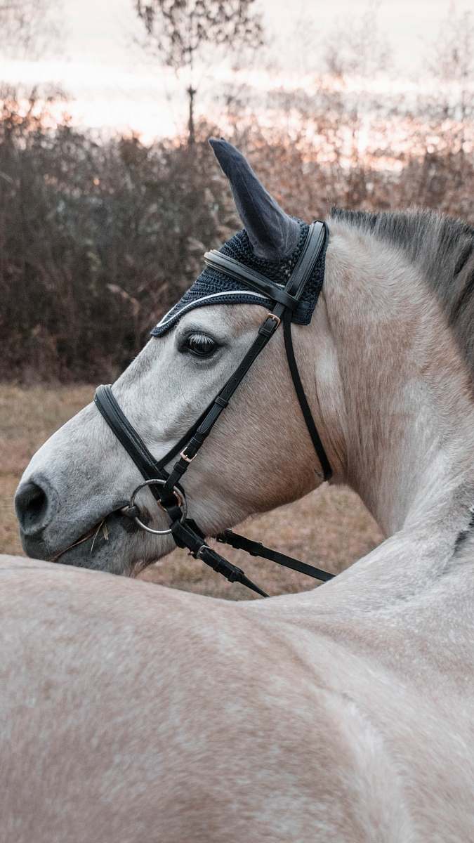 mammal brown horse with bridle during daytime horse