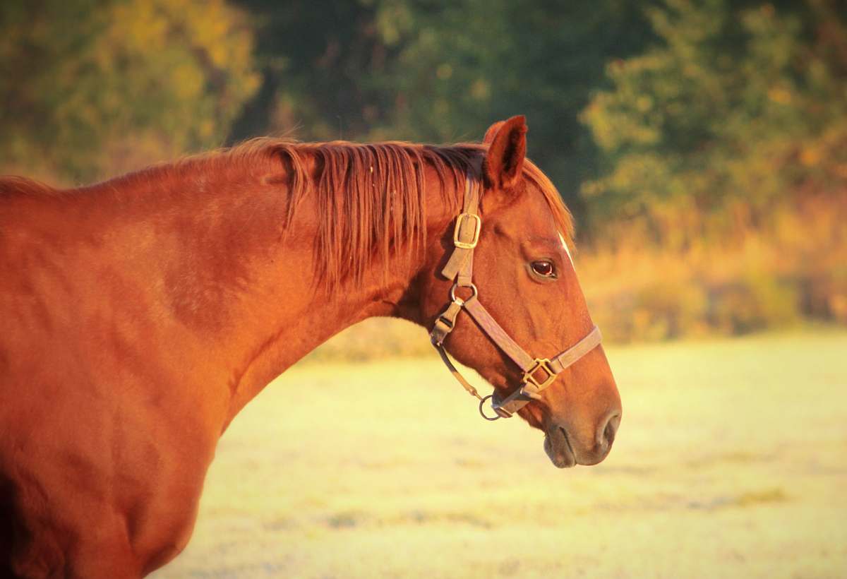 mammal brown horse with harness colt horse