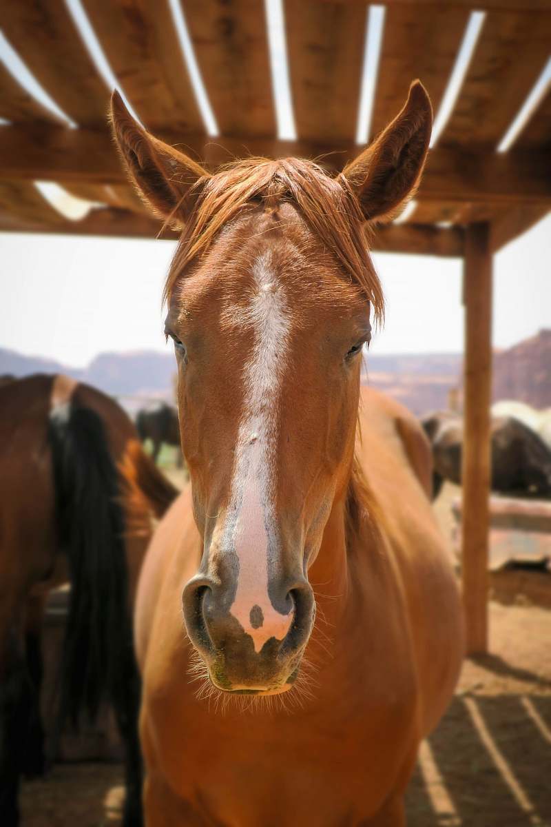 horse brown house standing on brown wooden tent mammal