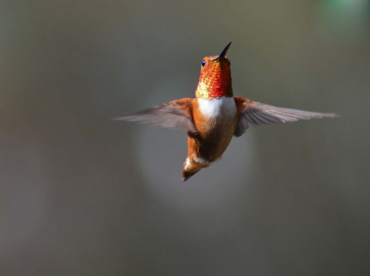 bird brown hummingbird hummingbird
