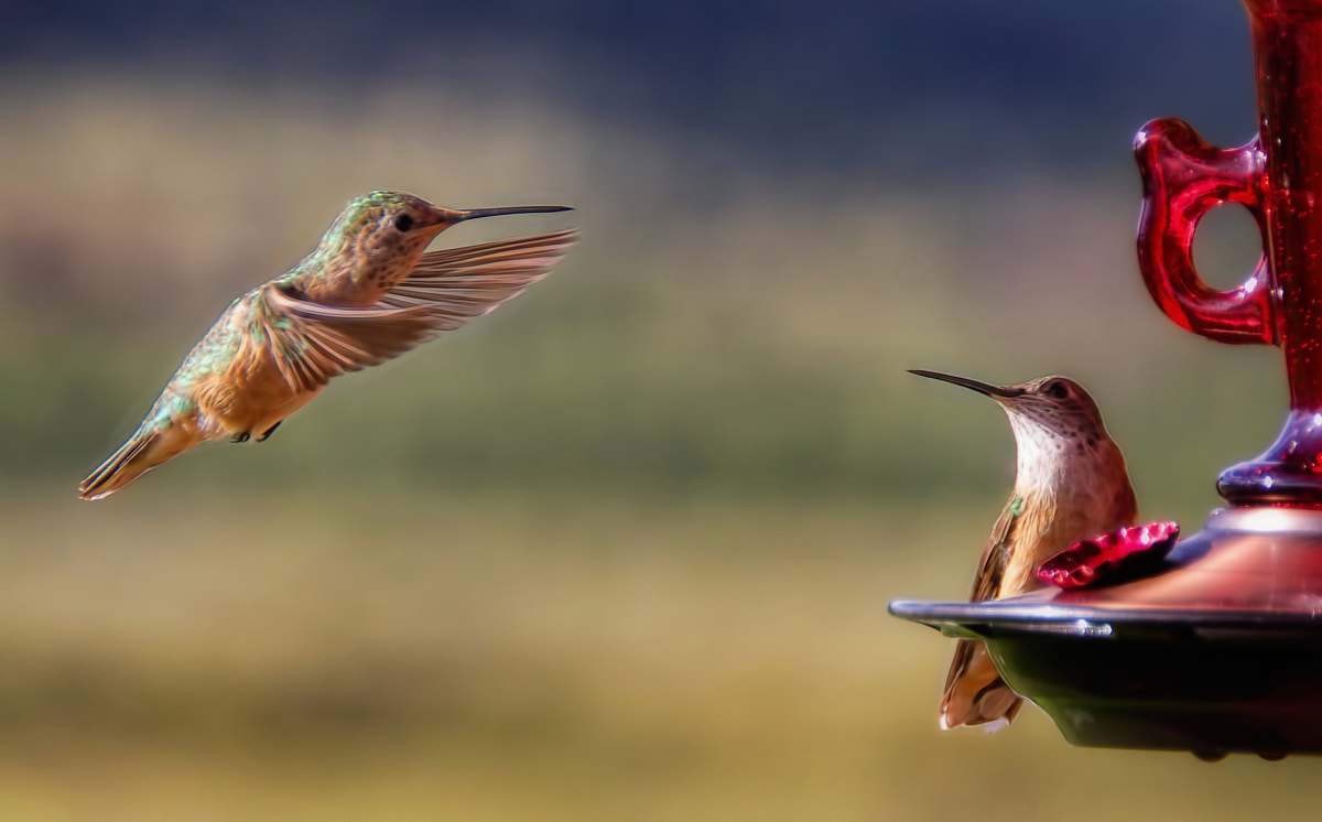 bird brown hummingbird near bird feeder hummingbird