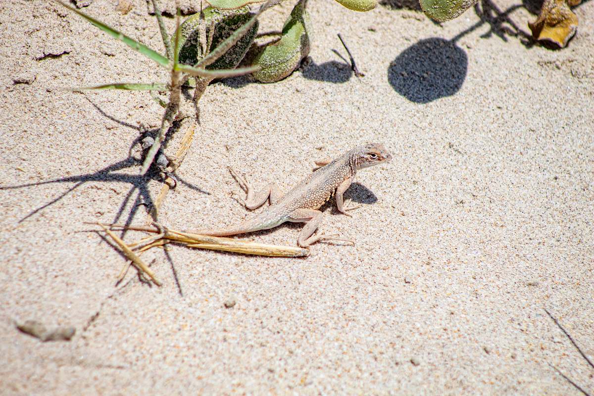 lizard brown iguana reptile