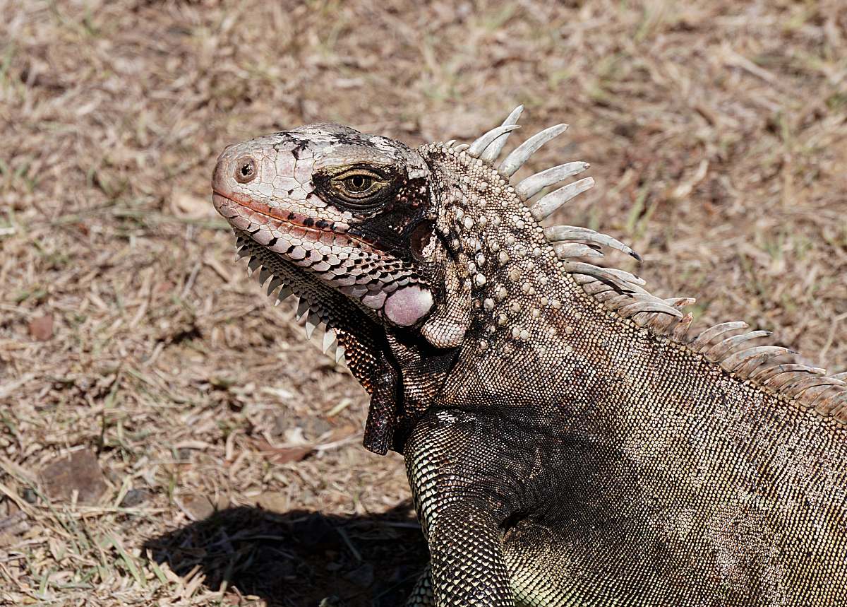 reptile brown iguana on brown grass lizard