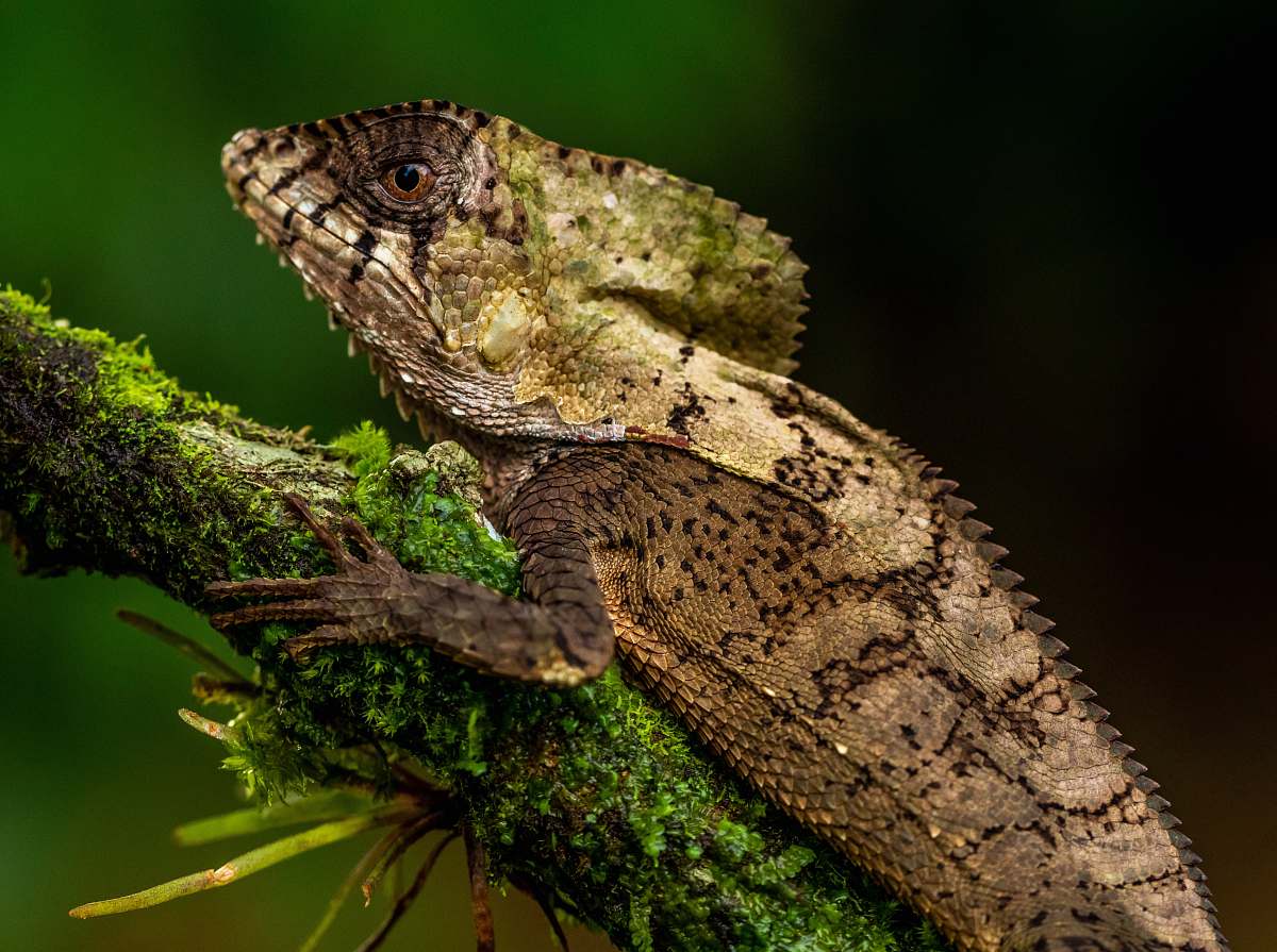 lizard brown iguana on tree branch reptile