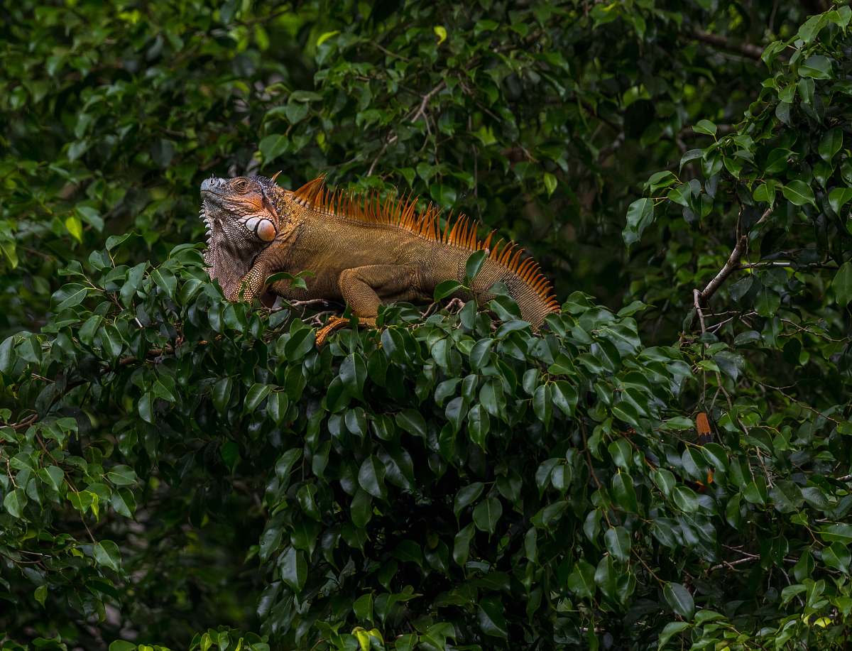 lizard brown iguana on tree iguana