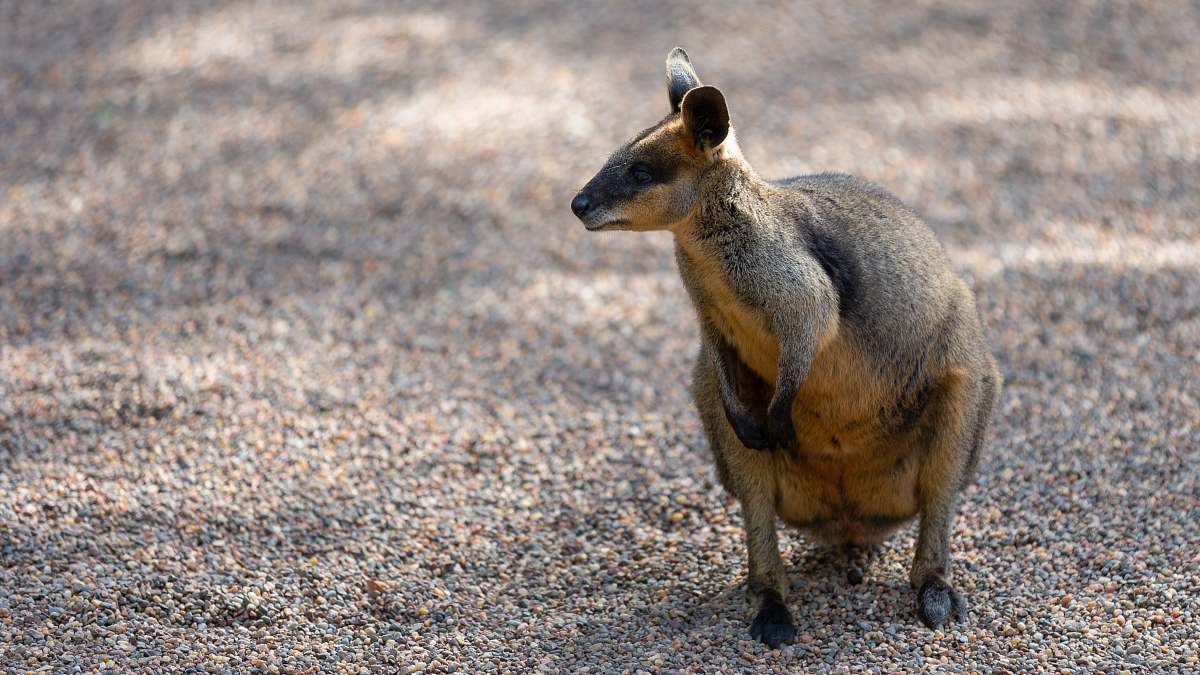 mammal brown kangaroo kid kangaroo