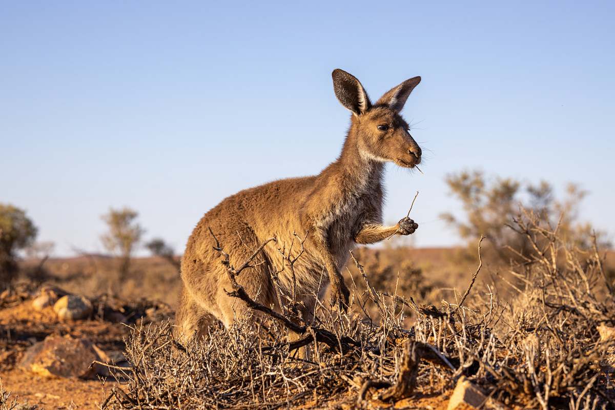 mammal brown kangaroo kangaroo