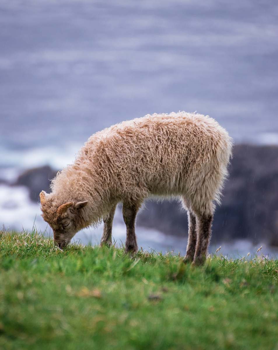 mammal brown lamb on grass field sheep