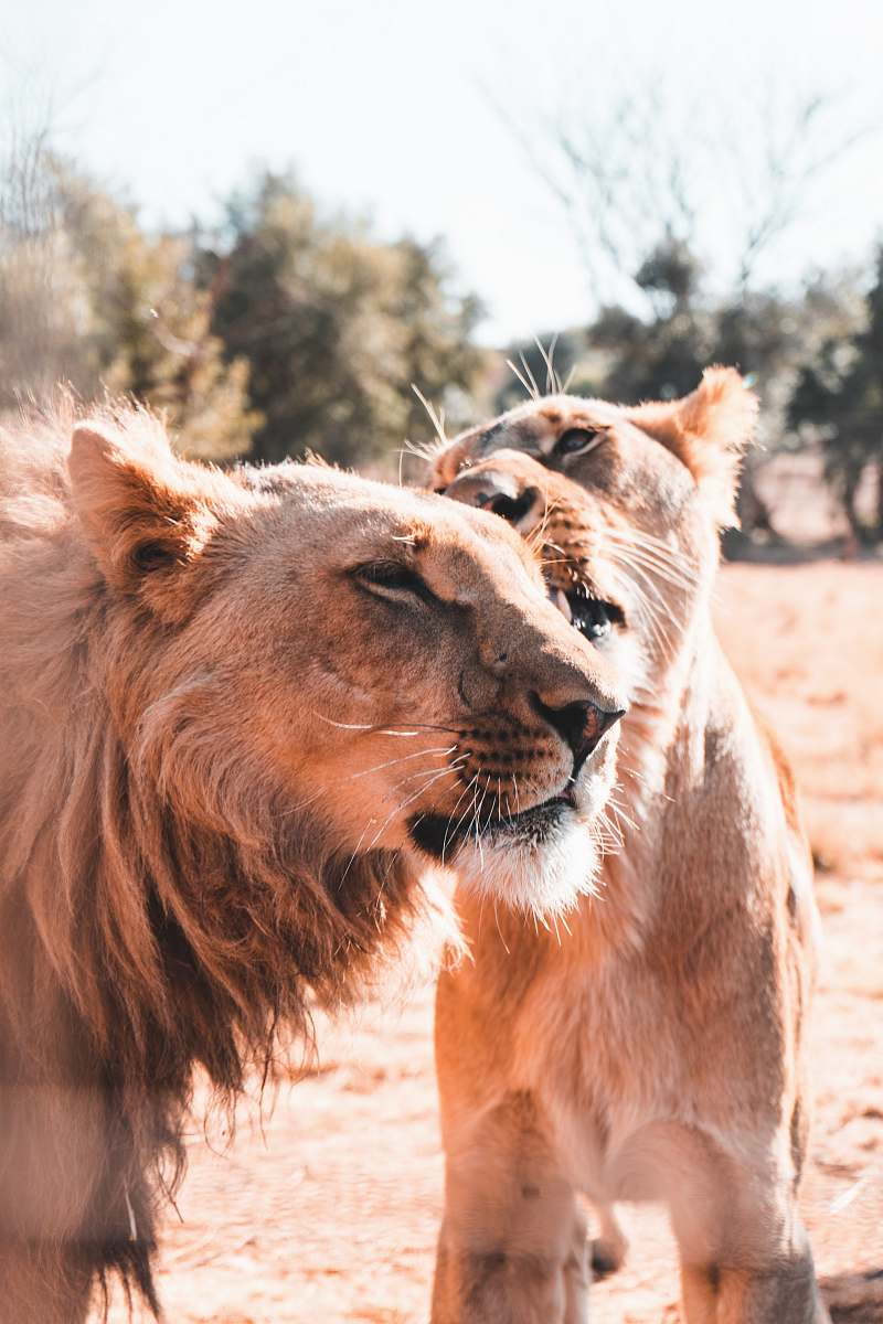 mammal brown lion and lioness lion