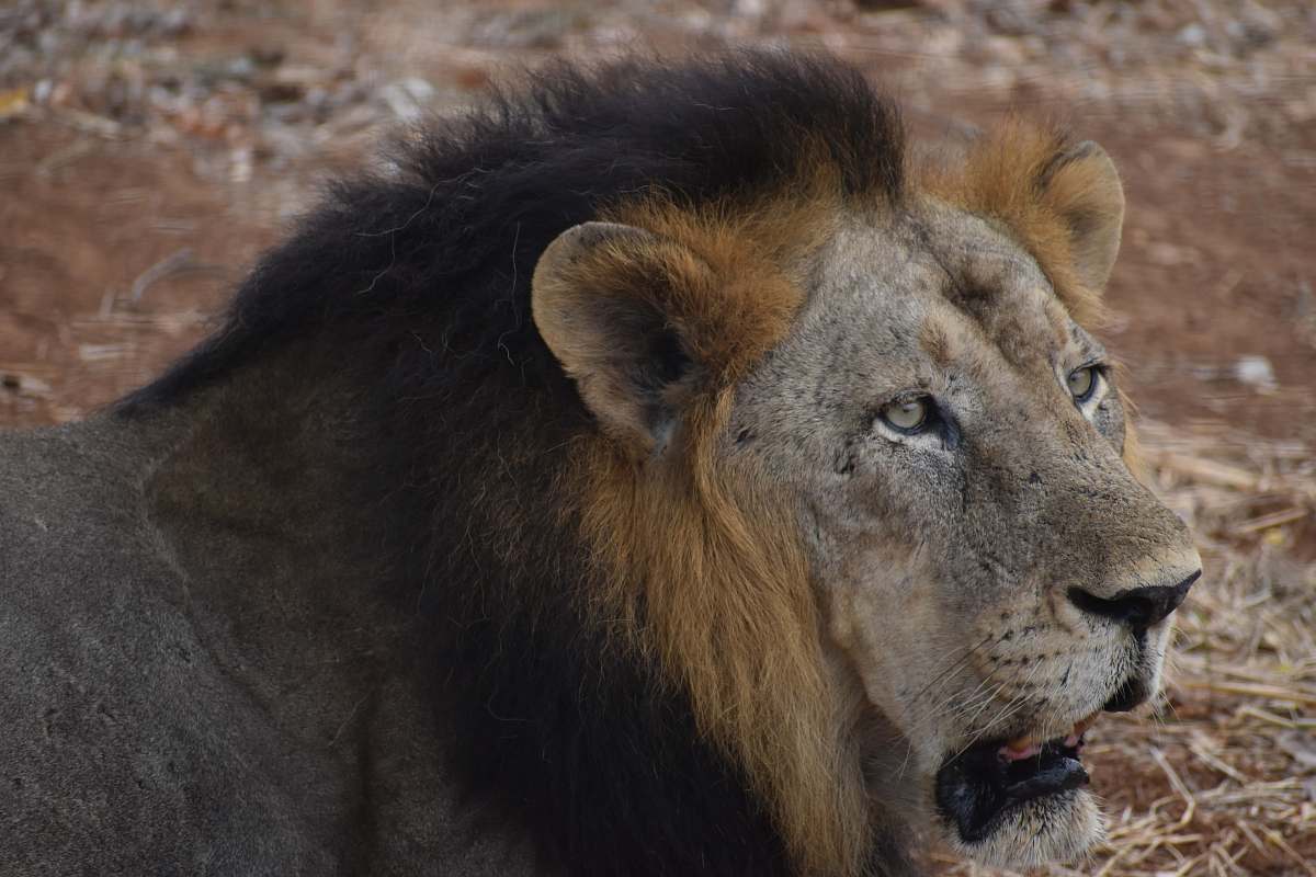 mammal brown lion lion