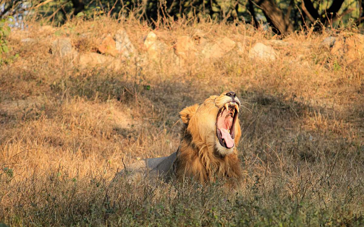 mammal brown lion on focus photography lion
