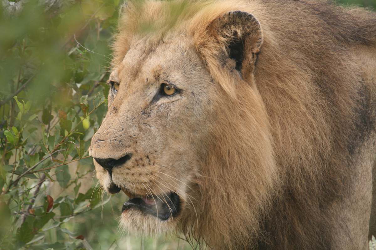 mammal brown lion outdoor during daytime lion