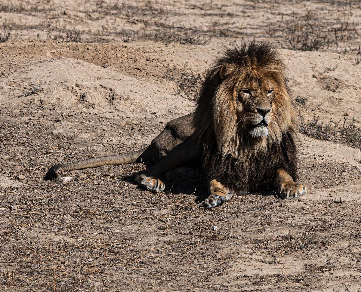 lion brown lion sitting on field at daytime mammal