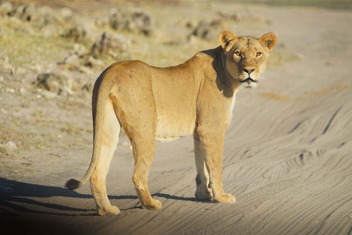 lion brown lioness in dirt road mammal