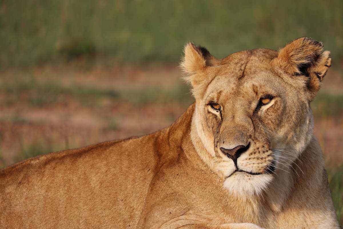 wildlife brown lioness photography mammal