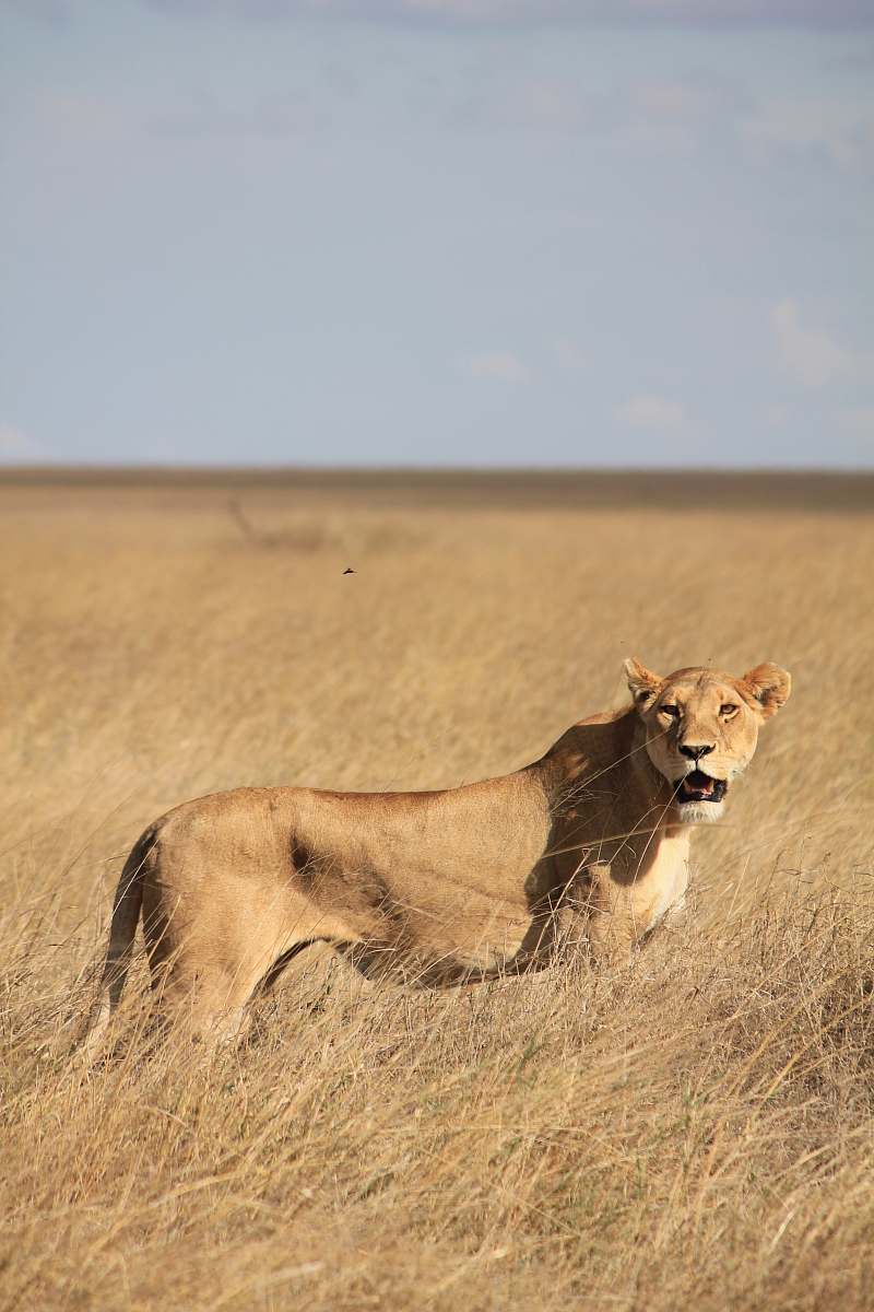wildlife brown lioness surrounded by grass during daytime lion