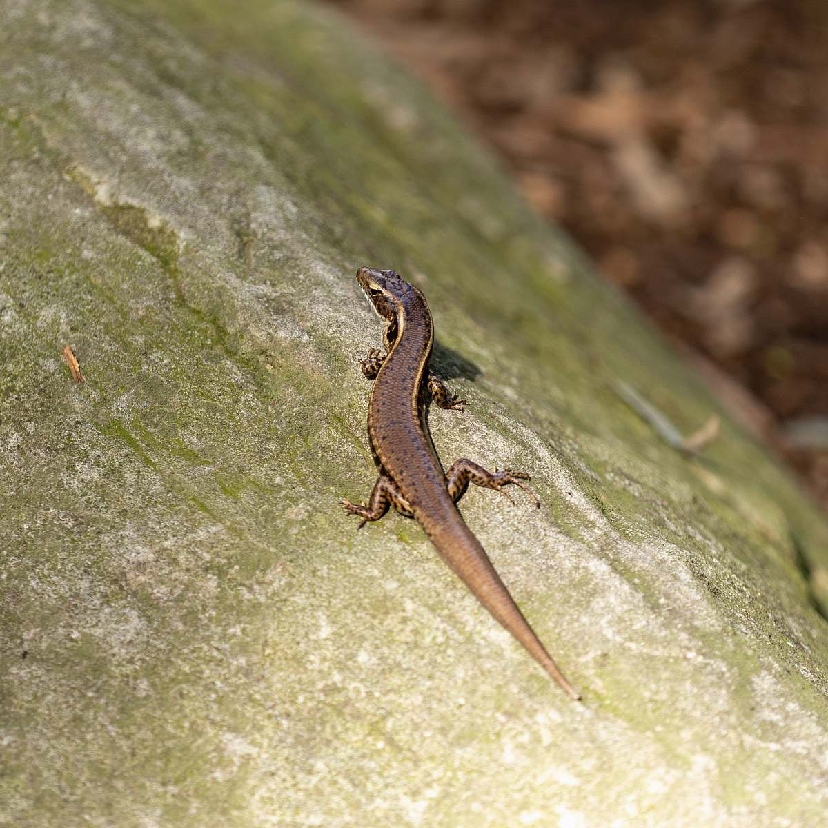 lizard brown lizard on green rock reptile