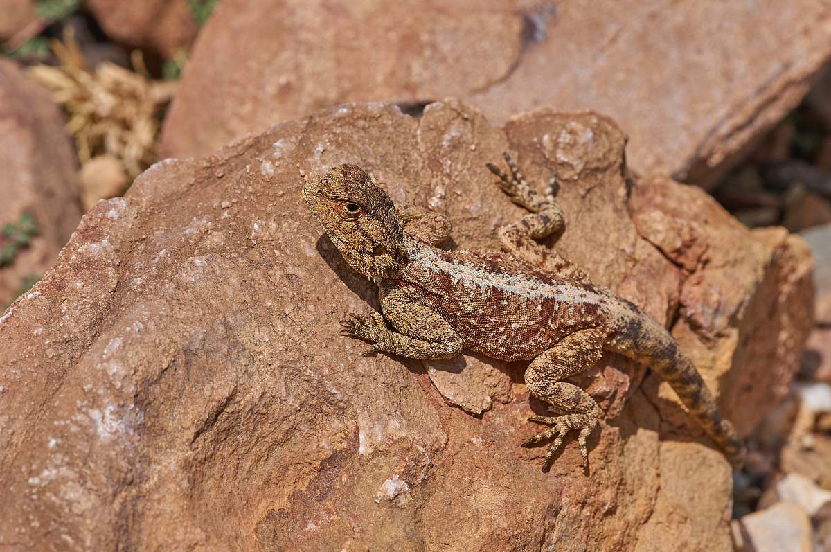 lizard brown lizard on rock reptile